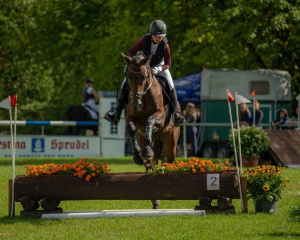 jumper Sunfly D (Oldenburg show jumper, 2017, from Shirkan Z)