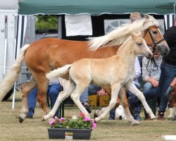 Springpferd Starlight (Haflinger, 2016, von Strippoker)