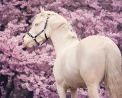 dressage horse Roma Dur AS (German Riding Pony, 2012, from Rheingold)