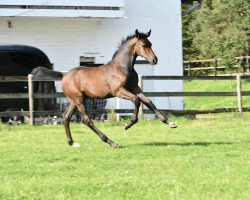 horse CiCi Turner (Westfale, 2023, from Chaccothage Blue PS)