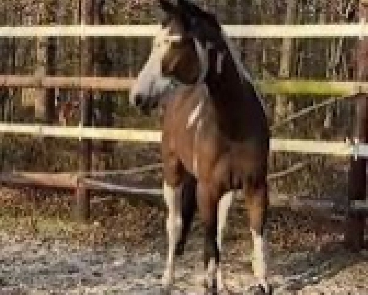 Springpferd Judge de Castel (Selle Français, 2019, von Balou du Rouet)
