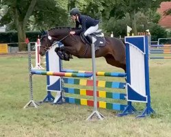 jumper Sancha 6 (German Riding Pony, 2015, from Black Power)