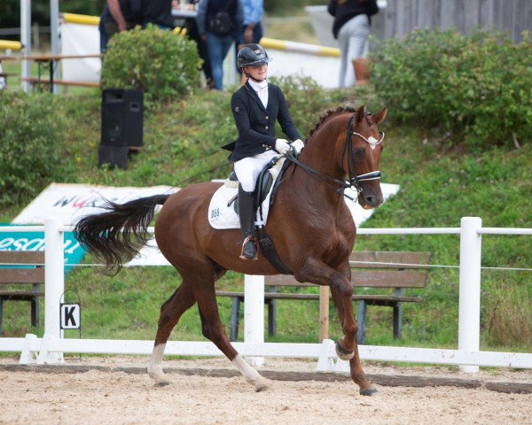 dressage horse Ibikons D'Oro (Oldenburg, 2005, from Donnerball)
