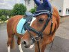 jumper Pirana 4 (German Riding Pony, 2015, from Paul SG)