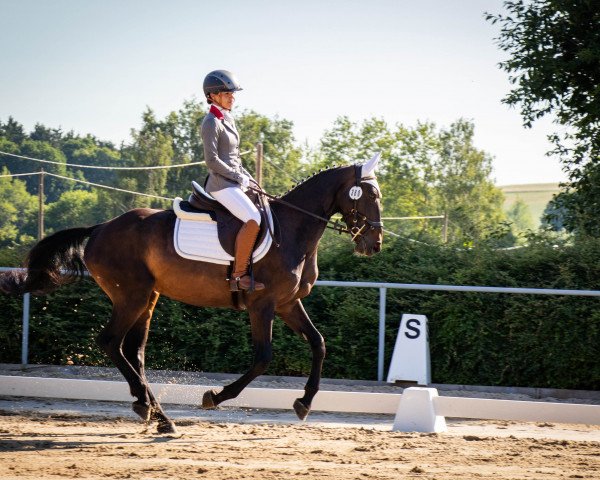 broodmare Burza (Polish Warmblood, 2017, from Rolex RK)