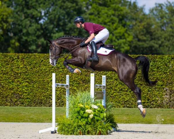 Springpferd Cavallero de La Chapelle Z (Zangersheide Reitpferd, 2016, von Chacco Rouge)