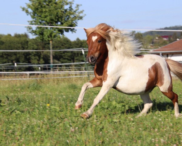 dressage horse Kalimero (Shetland Pony, 2017)