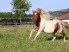 dressage horse Kalimero (Shetland Pony, 2017)