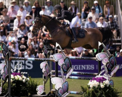 jumper King-Boy (Belgian Warmblood, 2010, from Pkz Contact van de Heffinck)