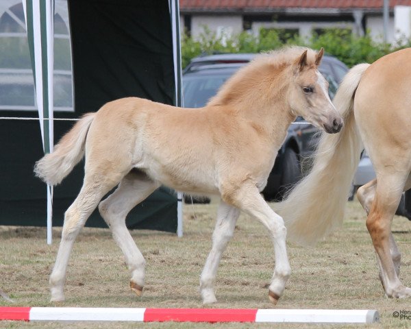 broodmare Bea (2,74% ox) (Edelbluthaflinger, 2016, from Maestro)