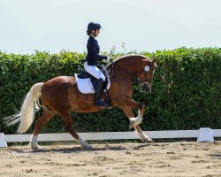 Zuchtstute Meisterhofs Mirielle (Welsh-Cob (Sek. D), 2011, von Curtismill Tywysog)