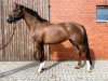 jumper Gina Linetti (Oldenburg show jumper, 2018, from Conthargos)