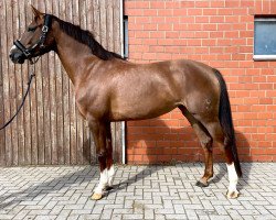 jumper Gina Linetti (Oldenburg show jumper, 2018, from Conthargos)