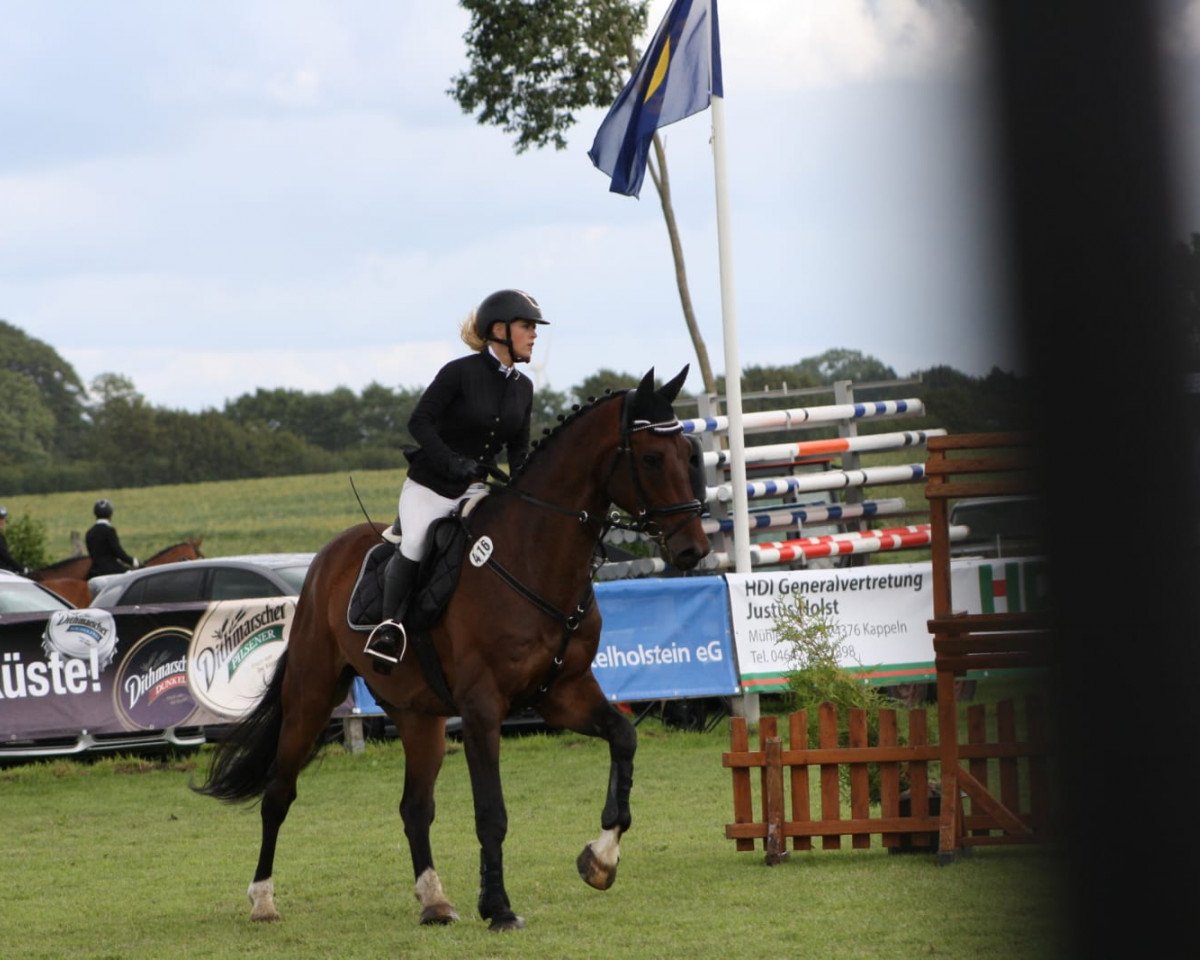 jumper Quentino 17 (Holsteiner, 2010, from Quirado)