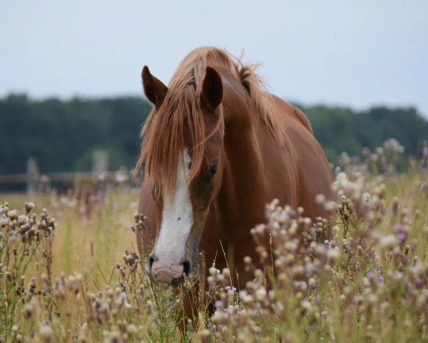 dressage horse Next Darling (German Riding Pony, 2021, from Fs Numero Uno)