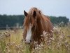 dressage horse Next Darling (German Riding Pony, 2021, from Fs Numero Uno)