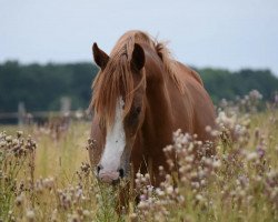 Pferd Next Darling (Deutsches Reitpony, 2021, von Fs Numero Uno)