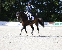 dressage horse Bilbo Beutlin 6 (Hanoverian, 2011, from Bonaventura 3)