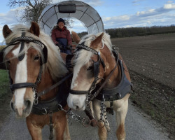 horse Heaven (Haflinger, 2003, from Liz. Samarkand)