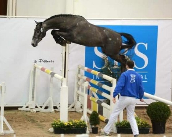 Springpferd Hortaxe du Seigneur (Belgium Sporthorse, 2013, von Curby du Seigneur)