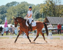 dressage horse Chin Chin 45 (German Riding Pony, 2018, from Charivari)