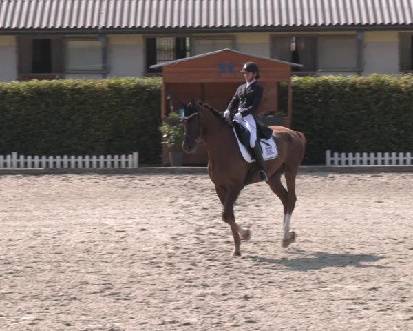 Reitturnier Gerasdorf bei Wien 2023