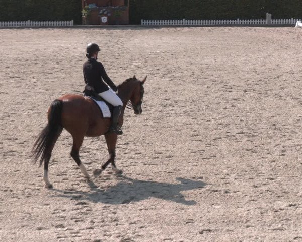 Reitturnier Gerasdorf bei Wien 2023