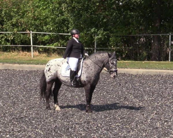 Reitturnier Gerasdorf bei Wien 2023