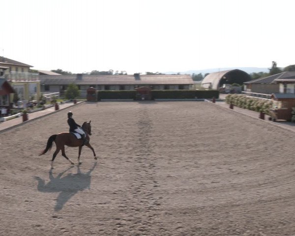 Reitturnier Gerasdorf bei Wien 2023