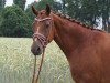 broodmare Curly Sue (Oldenburg, 2010, from DSP Cashmoaker)