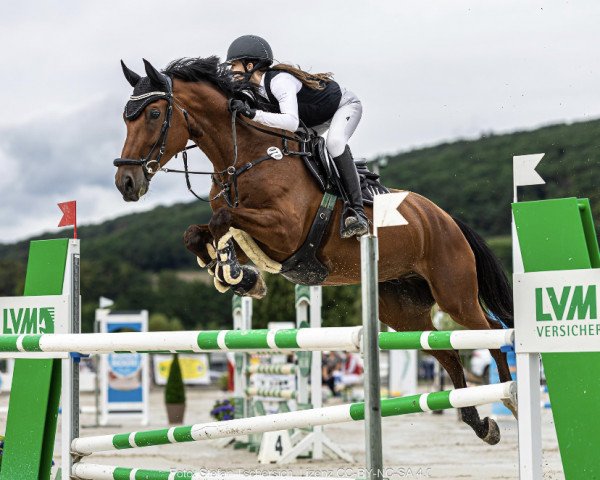 jumper Casimir 172 (German Sport Horse, 2011, from Casdorff)