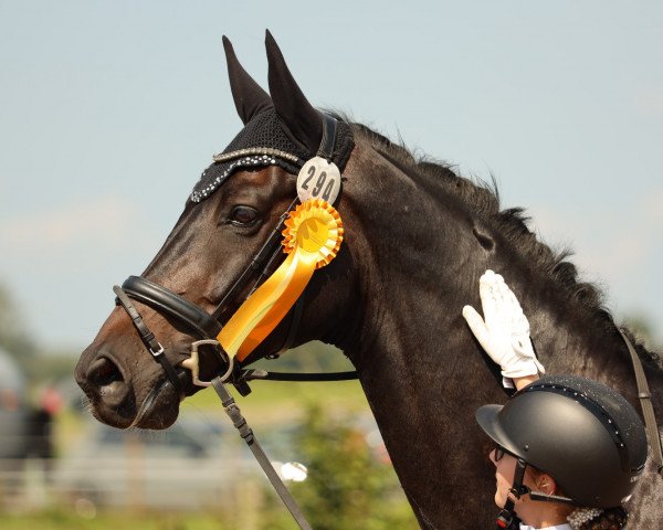 dressage horse Do it 40 (Hanoverian, 2017, from Danciano)