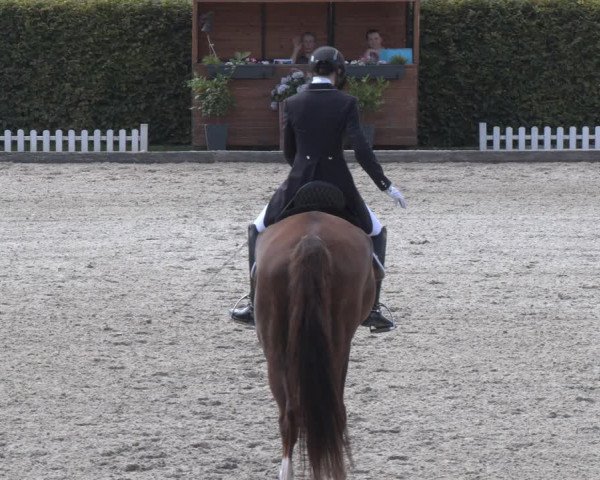 Reitturnier Gerasdorf bei Wien 2023