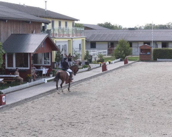Reitturnier Gerasdorf bei Wien 2023