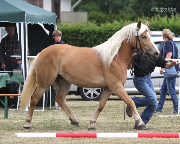 broodmare Agnetha (Haflinger, 2012, from Air Force II)