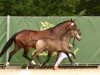 dressage horse Gold Garant's Cappuccino (German Riding Pony, 2023, from Gold Garant)