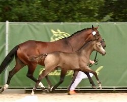 dressage horse Gold Garant's Cappuccino (German Riding Pony, 2023, from Gold Garant)