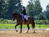 dressage horse Enzo 151 (Sachs-door. Heavy Warmbl., 2011, from Epilog)