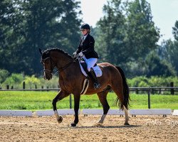 dressage horse Enzo 151 (Sachs-door. Heavy Warmbl., 2011, from Epilog)