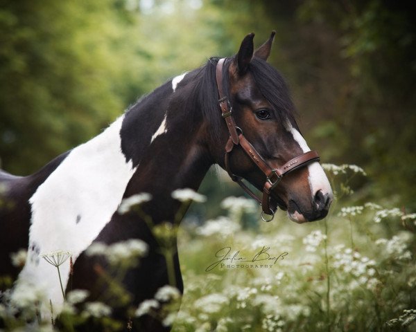 dressage horse Finley (Lewitzer, 2016, from Furioso Gold)