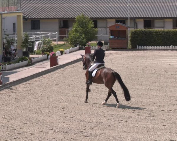 Reitturnier Gerasdorf bei Wien 2023