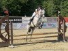 jumper Cora 62 (German Sport Horse, 2016)