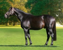 stallion Saint des Saints xx (Thoroughbred, 1998, from Cadoudal xx)