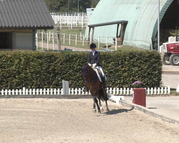Reitturnier Gerasdorf bei Wien 2023