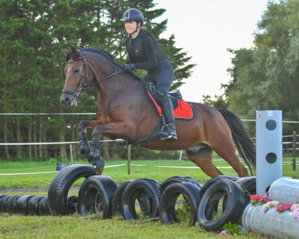 horse Brend (New Forest Pony, 2008, from Burley Phantom)