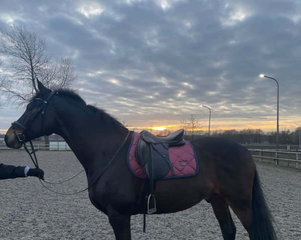 jumper Georgio (KWPN (Royal Dutch Sporthorse), 2011, from Uphill)