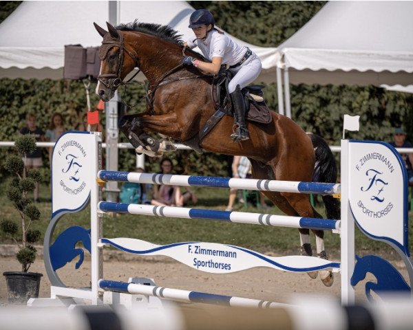 jumper Candid S (German Sport Horse, 2013, from Cinsey)