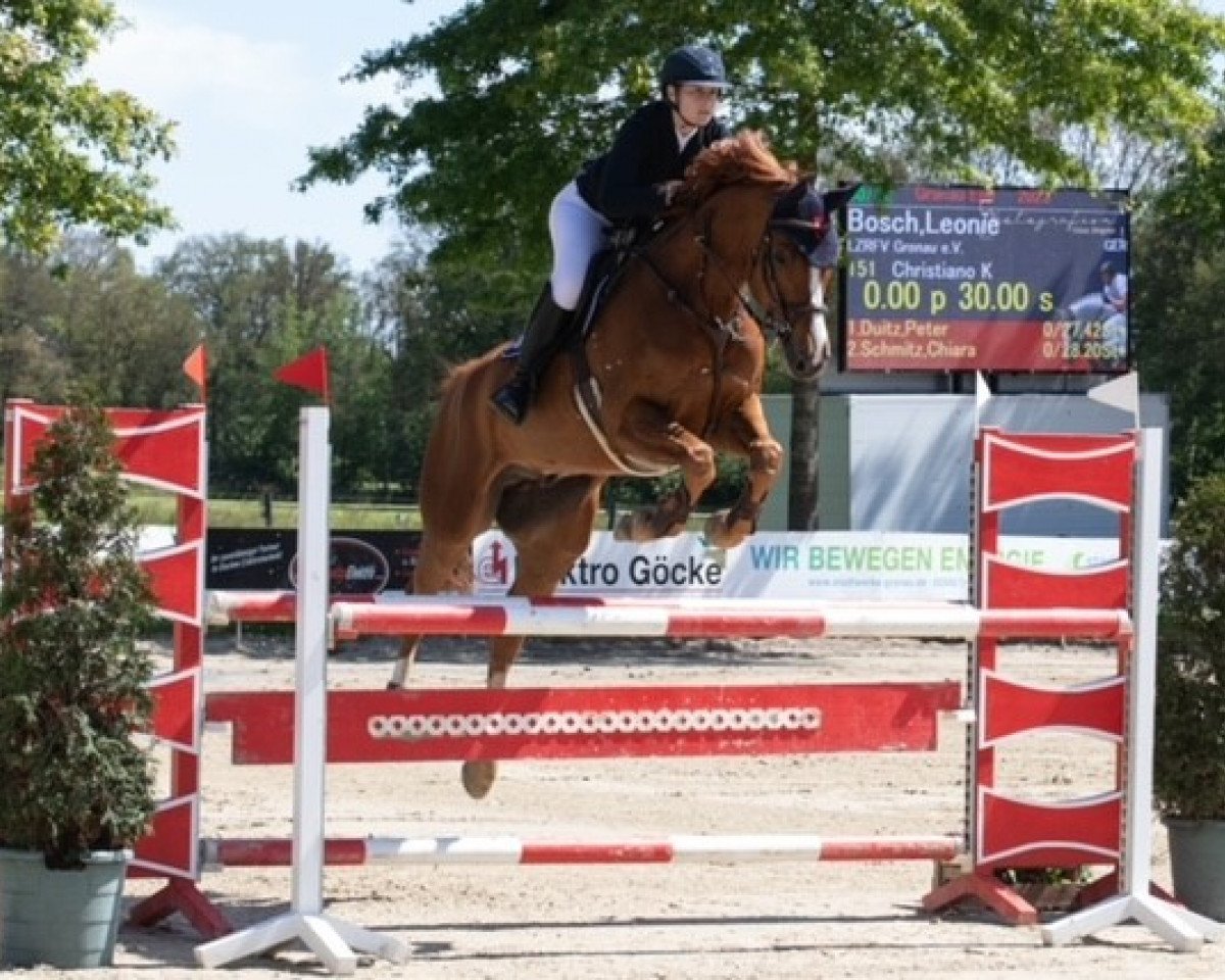 jumper Christiano (Oldenburg show jumper, 2015, from Christian 25)