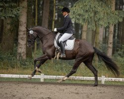 dressage horse Dostolino (Hanoverian, 2019, from Dostojewski)