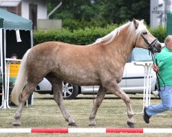 Zuchtstute Stute von Standard / Askhan (Haflinger, 2012, von Standard)